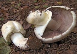 Agaricus sylvicola