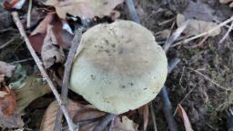 Russula heterophylla