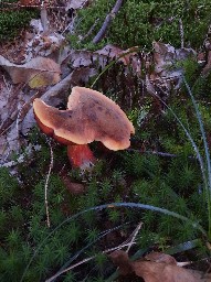 Neoboletus erythropus