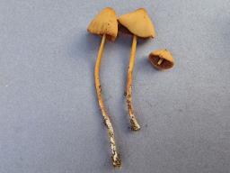 Conocybe macrospora