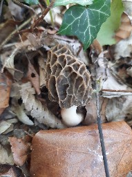 Morchella esculenta