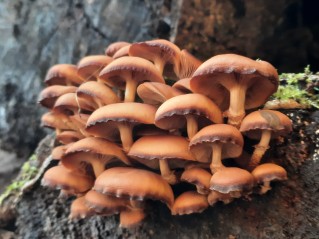 Kuehneromyces mutabilis