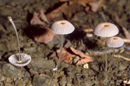 Parasola leiocephala