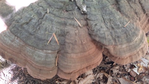 Ganoderma applanatum