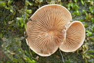 Tectella patellaris
