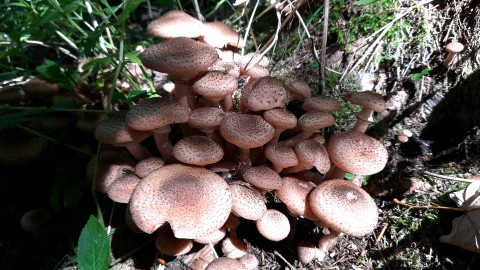 Armillaria ostoyae