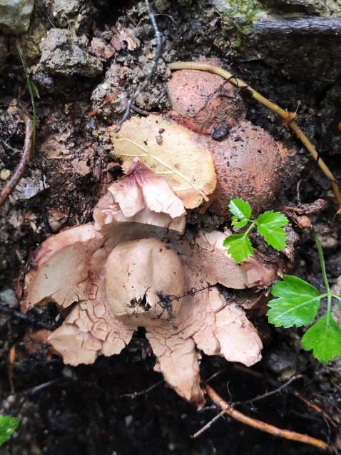 Geastrum rufescens