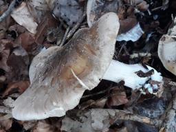 Clitocybe nebularis