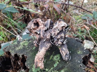 Xylaria hypoxylon