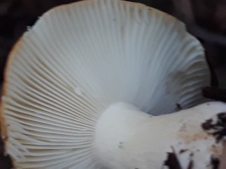 Russula ochroleuca