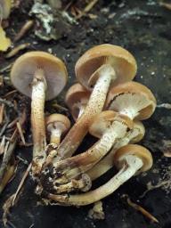 Kuehneromyces mutabilis