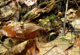 Marasmius bulliardii