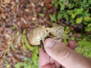 Helvella acetabulum