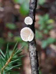 Crepidotus mollis