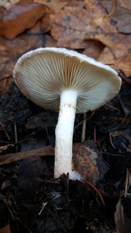 Pholiota lenta