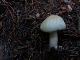 Agaricus sylvicola