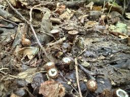 Cyathus striatus