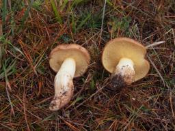 Suillus collinitus