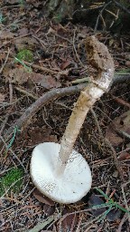 Amanita porphyria