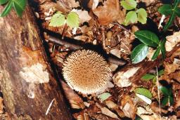 Lycoperdon echinatum