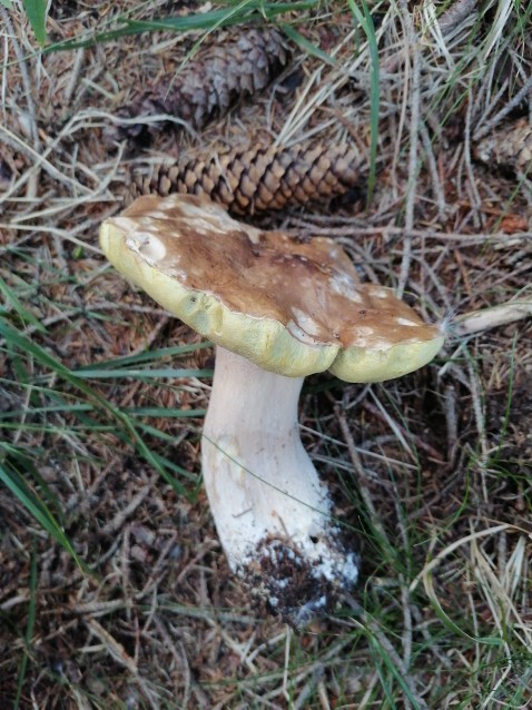 Boletus reticulatus