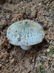 Russula virescens