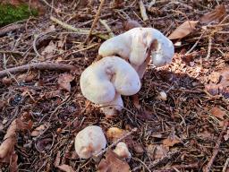 Rhodocollybia maculata