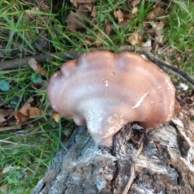 Fomitopsis betulina