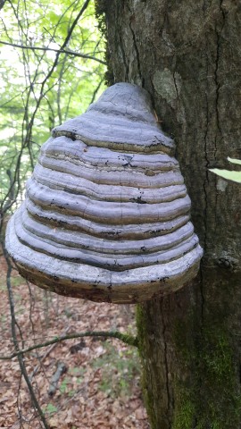 Fomes fomentarius