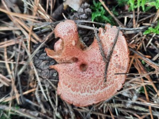 Hypholoma lateritium