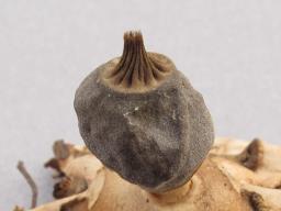 Geastrum nanum