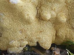 Trichoderma citrinum