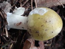 Amanita phalloides