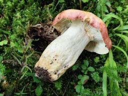 Russula viscida