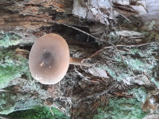 Amanita fulva