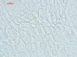 Arachnopeziza leonina