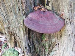 Ganoderma resinaceum