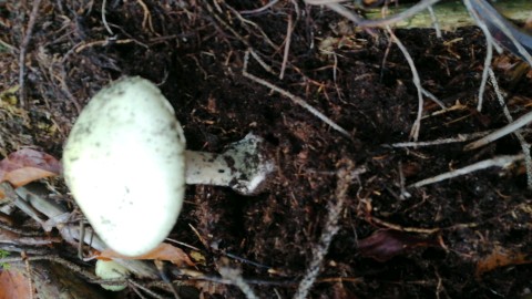 Amanita citrina