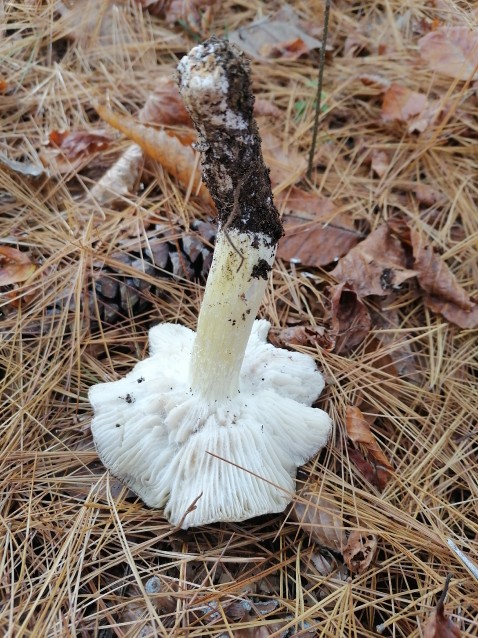 Tricholoma portentosum