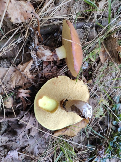 Suillus luteus