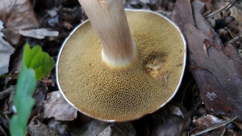 Suillus bovinus