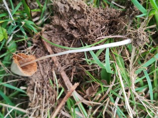 Conocybe apala