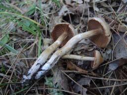 Cortinarius hinnuleus