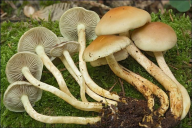 Hypholoma fasciculare