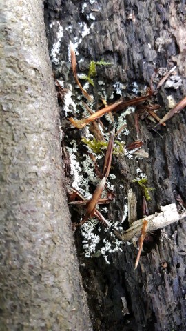 Ceratiomyxa fruticulosa