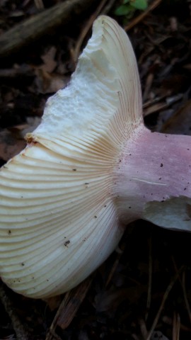 Russula amoena