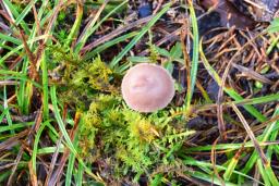 Laccaria bicolor