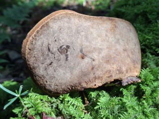 Phellinus hartigii
