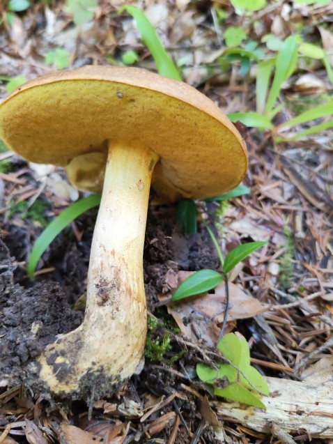 Butyriboletus appendiculatus