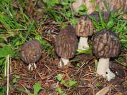 Morchella deliciosa